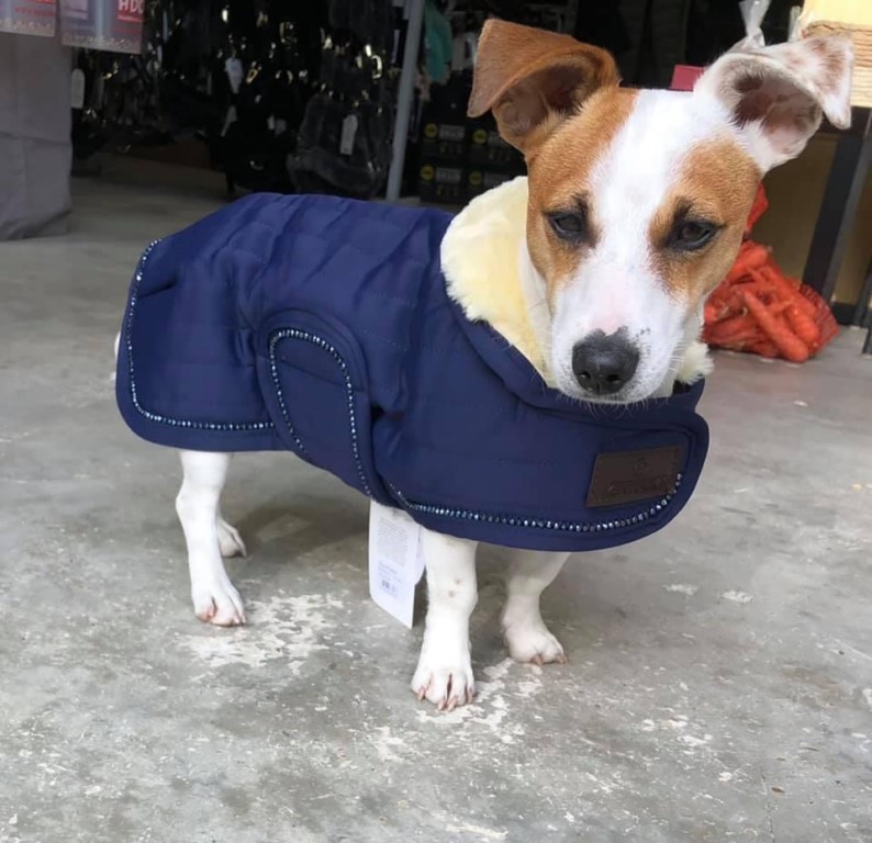 Un chien qui porte un manteau