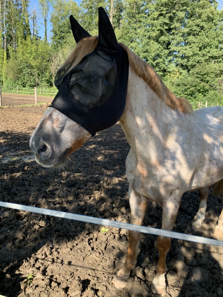 Un cheval qui porte un masque anti mouche